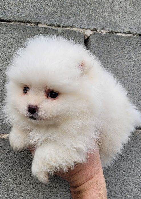 Померан-мини шпиц!!!