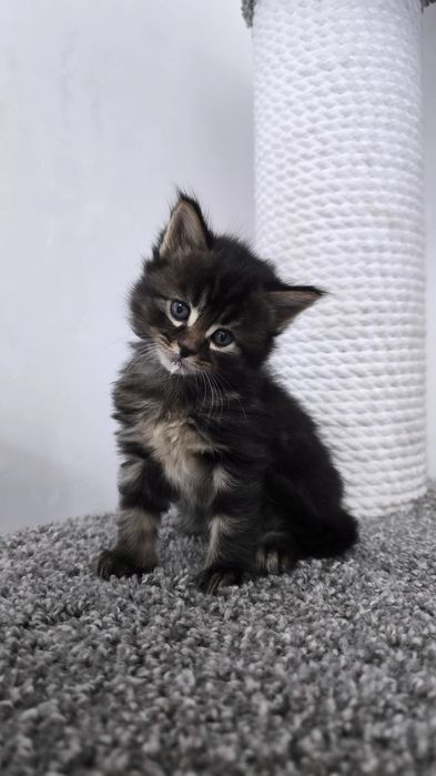 Очаровательные котята мэйнкуны