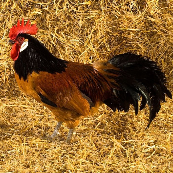 Немецкий форверк