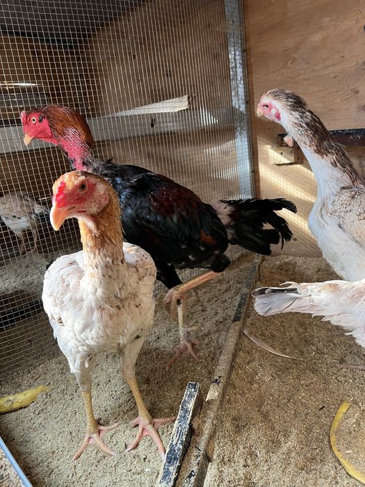 Продам дакан кур и петухов