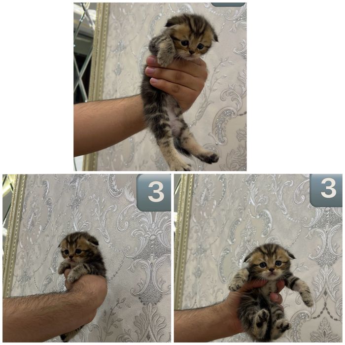 Скотиш фолд страйт