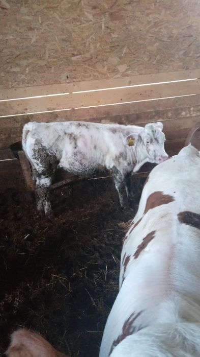 Vând viței 29 lei pe kg