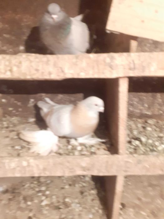 Продам бойных голубей