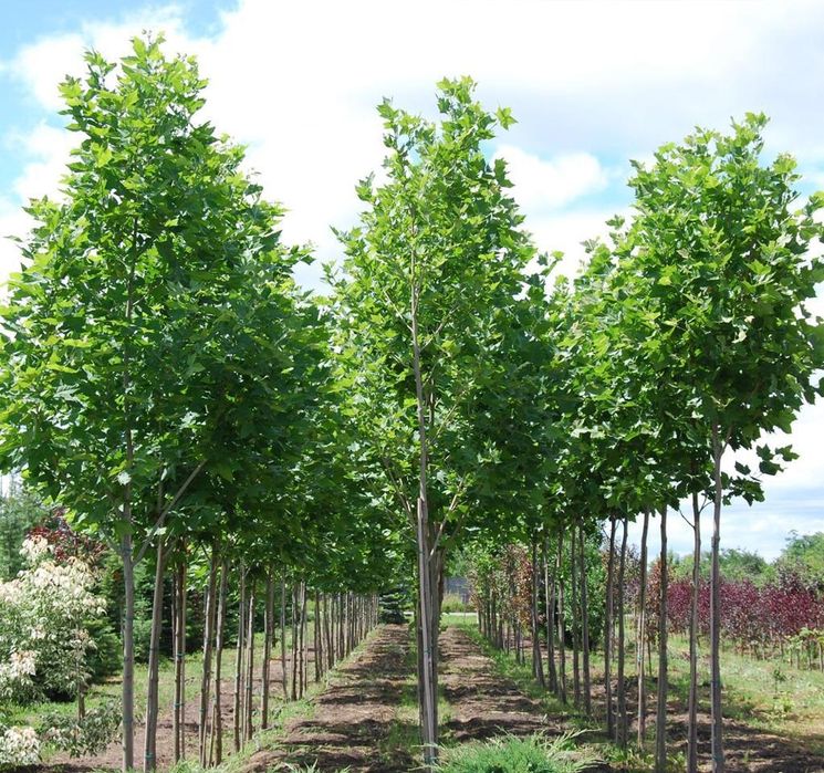 Catalpa, copaci de umbra, tei, platan, mesteacăn, arțar, liquidambar, arbore de guma, stejar, copaci, plante ornamentale, amenajări grădini exterioare