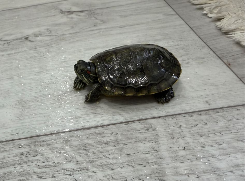 Отдам черепашку