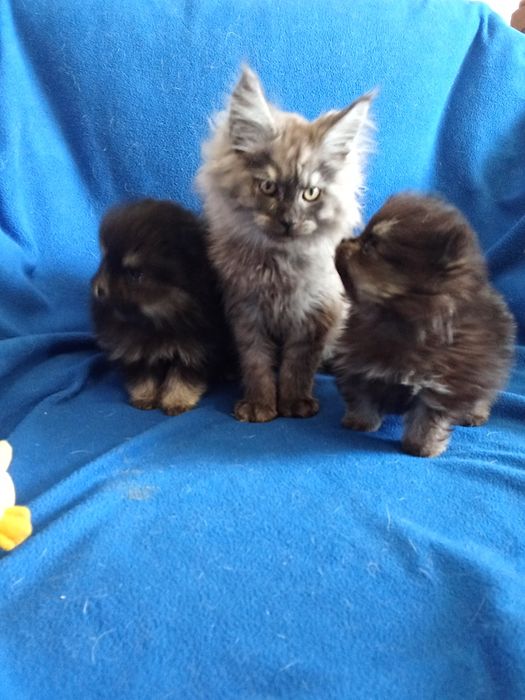 Будущие великаны