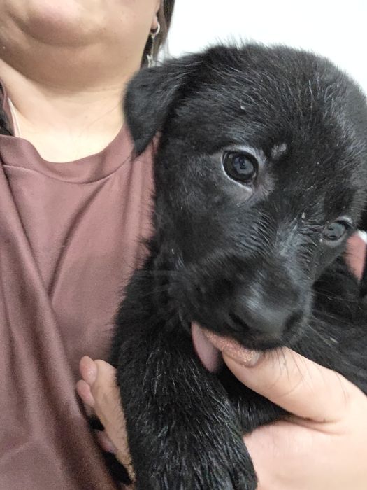 Продаются щенки метисы