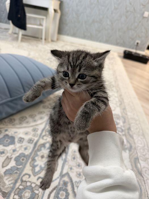 Отдаем котят в добрые руки