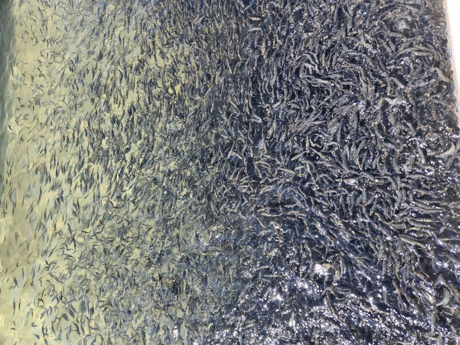 Мальки  радужный форель