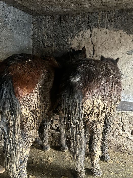 Бордакы тайлар