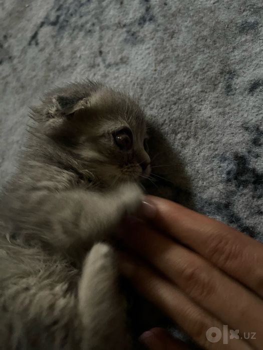 Mushu sotiladi qiziqanla telegramdan yozamiz