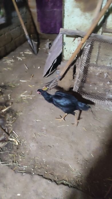 Kulangi tovuq sotiladi