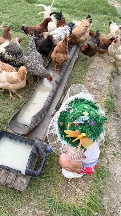 Тауық сатылады! Куры продается