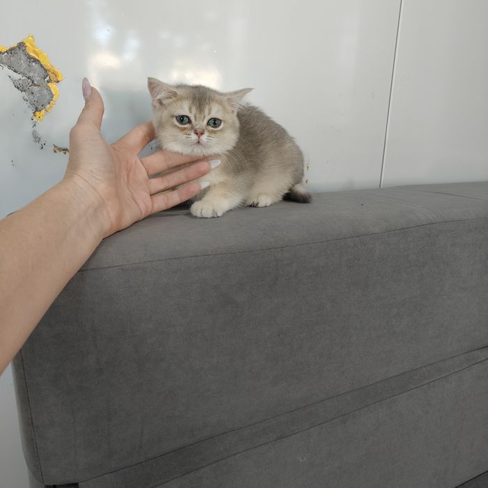 Котята Шиншиллы Фолд