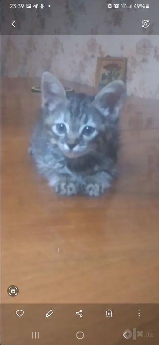 Домашний котёнок. Кошки