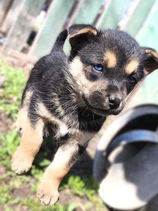 отдам щенков в хорошие руки