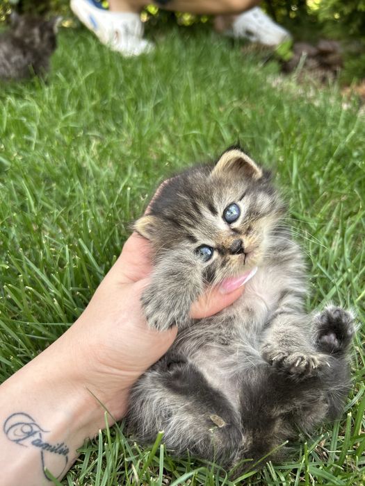 Продам шотландских котят