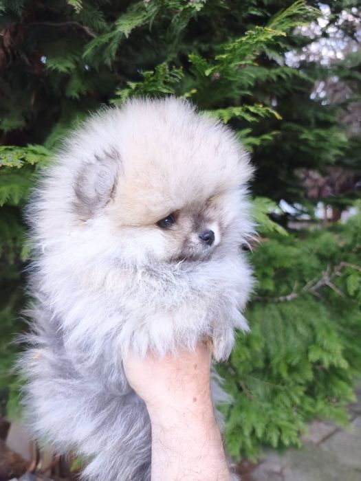 Померан мъжки и женски