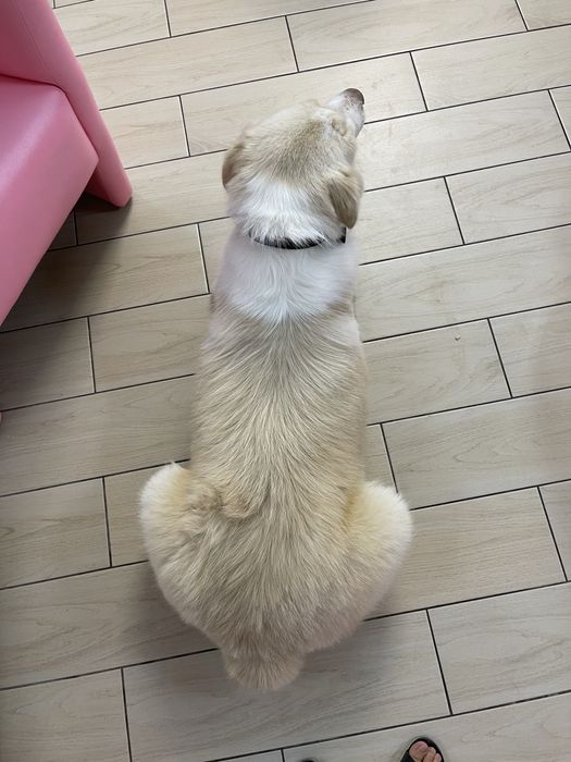 Отдам в добрые руки