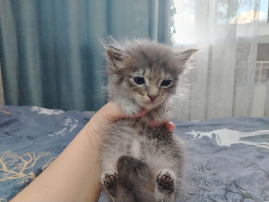 Отдам котят в добрые руки