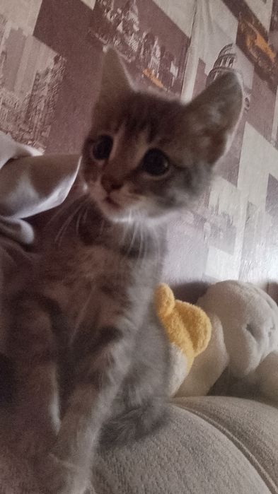 Отдам даром котенка