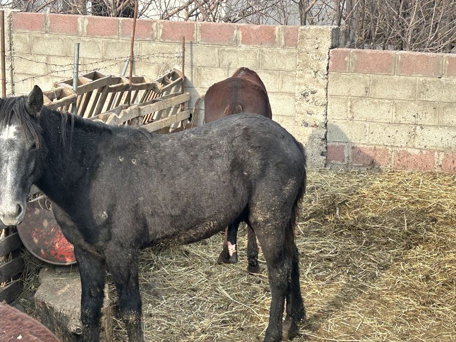 Продам Семь Лошадей