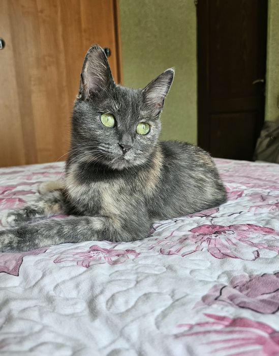 Стерилизованная кошка