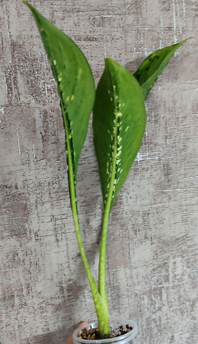 Dieffenbachia Crocodile