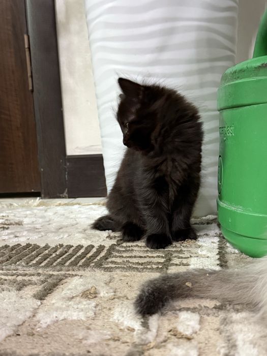 Продаются котята