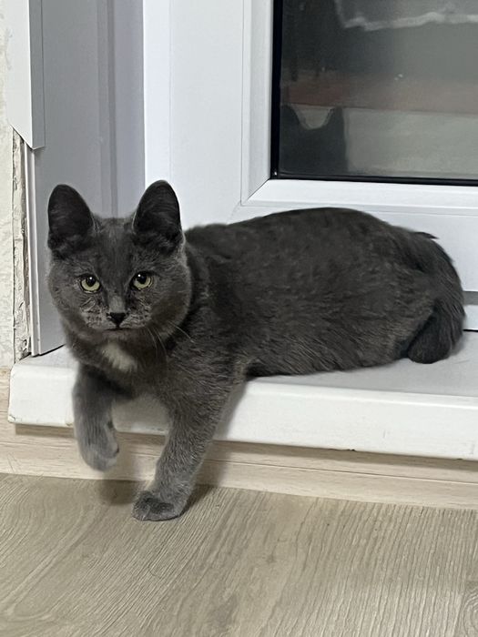 Отдам кошку бесплатно