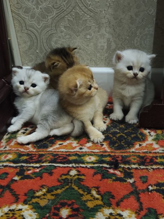 Шиншилла боллари