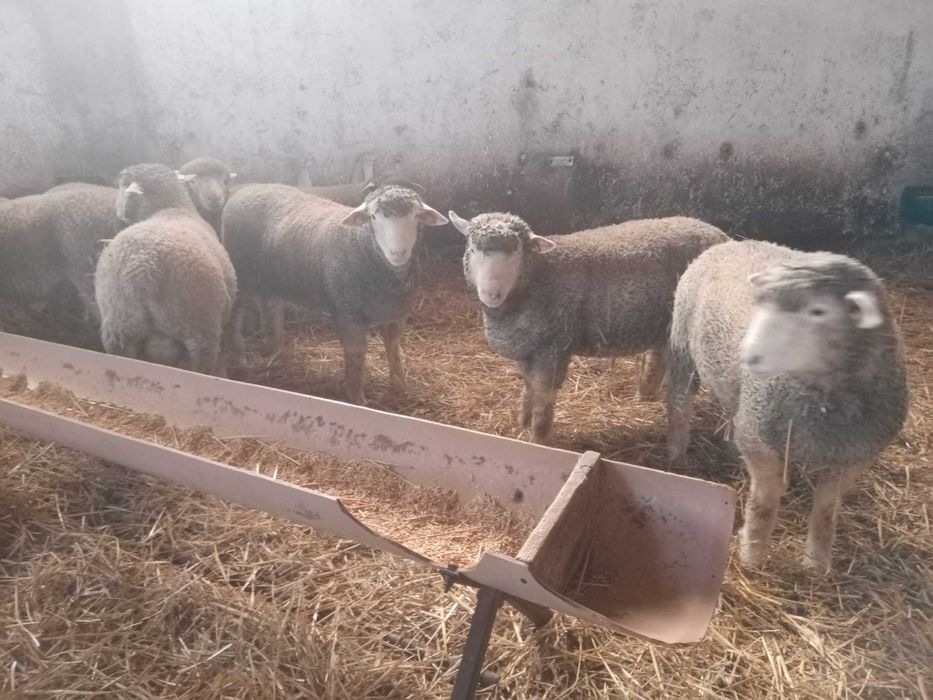 Mieluțe și berbeci île de france cu certificat.