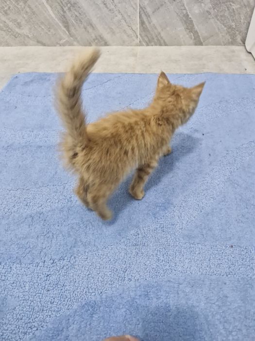 Котенок бесплатно
