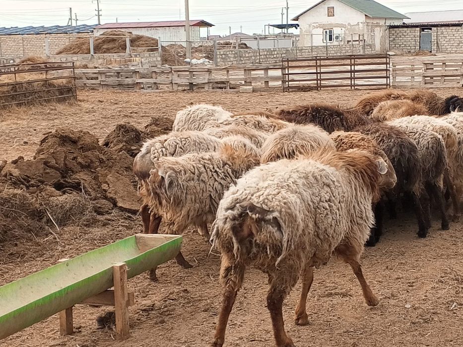 Кошкар сатылады 150 000тенге