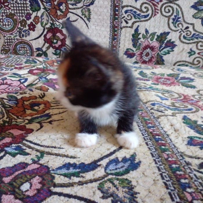 Наши маленькие котята