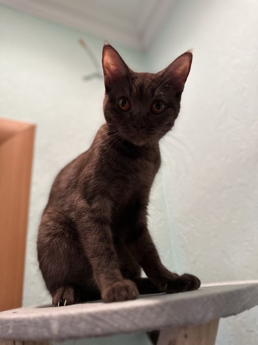 Британка прямоухая