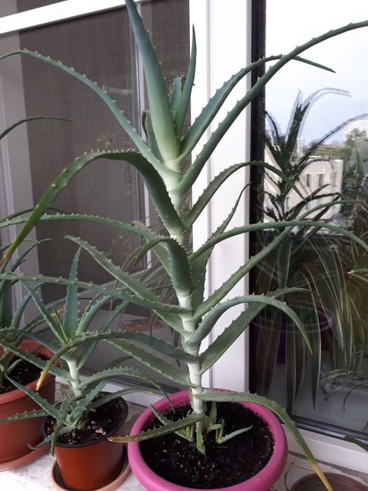 Алоэ древовидное