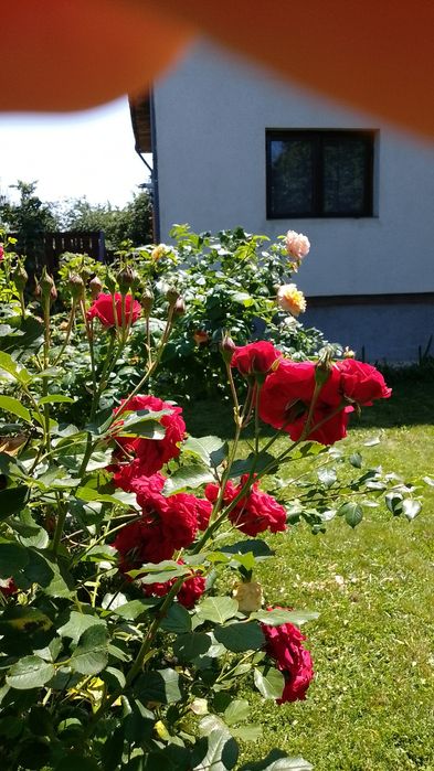 Apartament de închiriat SNAGOV -apartment for rent/appartement à louer