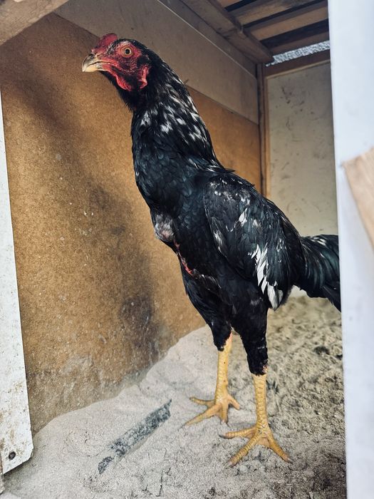 Дакан қораз байцовый