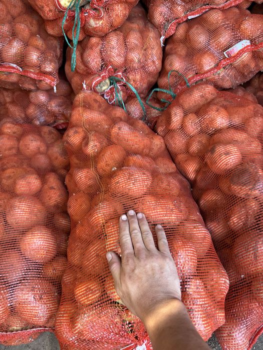 Отпом картофель с Павлодара