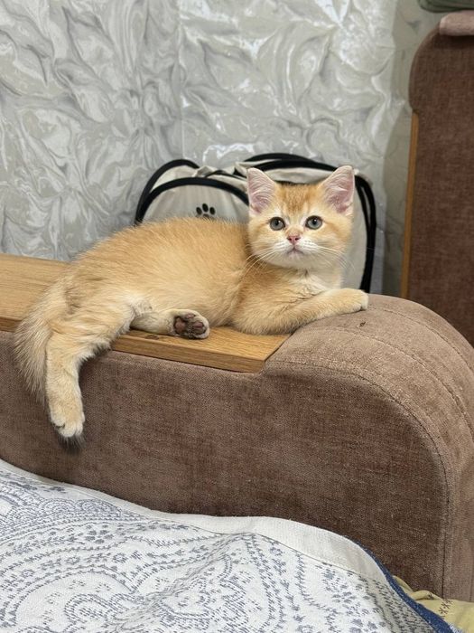Продаётся чистокровный британский котёнок золотая шиншилла