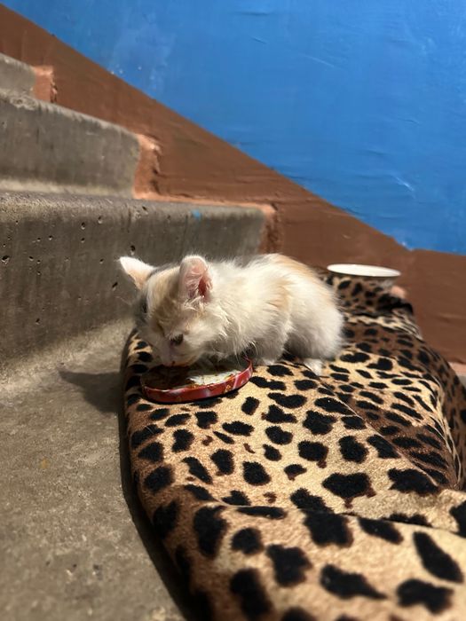 Котенок 1.5 месяца