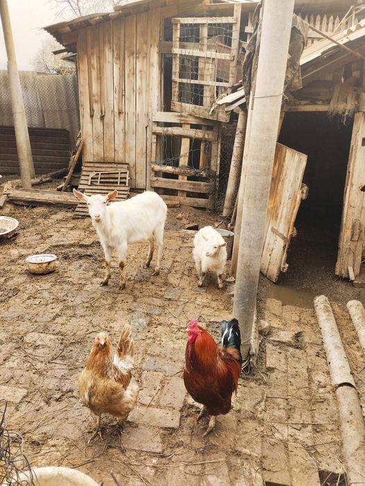 Самые обаятельные и милые козы