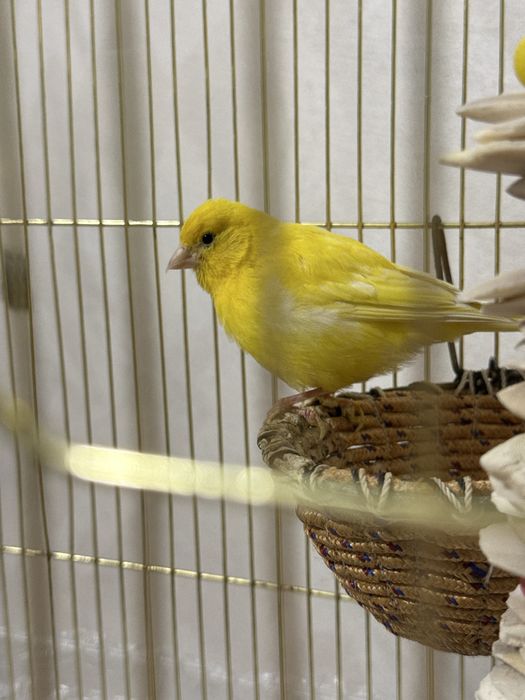 Продам канарейку ташкенская