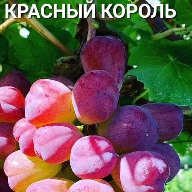 ENG YANGI UZUM sortlari avatar xeloyin sakura vilyur amerikanski blek