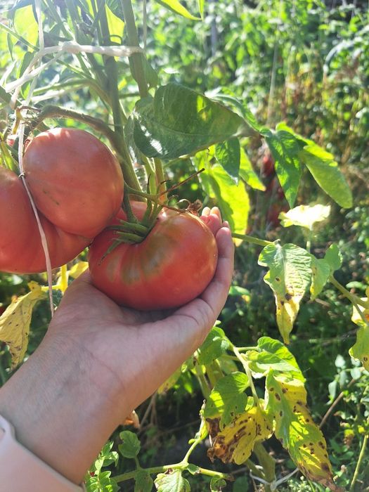 Продам домашние помидоры