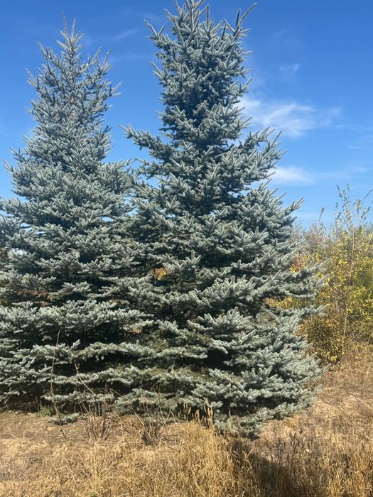 Елка крупномер 6 метров