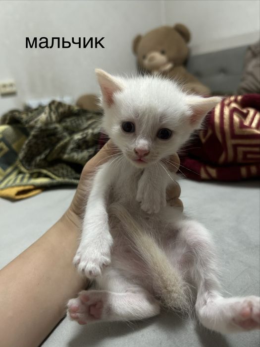 отдам котят в добрые руки