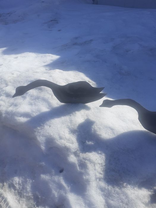 Продам профиля гусей