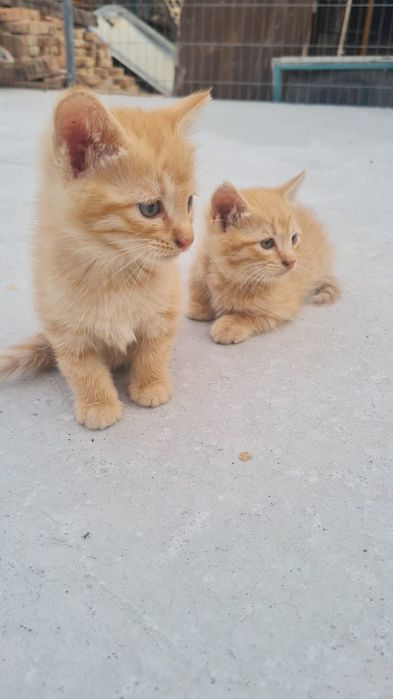 Ищем дом чудесным котятам